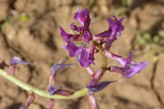 Fabaceae