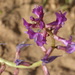Astragalus cyclophyllos - Photo (c) Benoît Segerer, some rights reserved (CC BY-NC), uploaded by Benoît Segerer