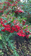 Pyracantha coccinea