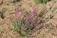 Fabaceae