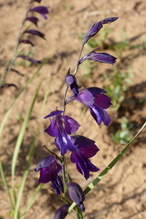 Gladiolus atroviolaceus