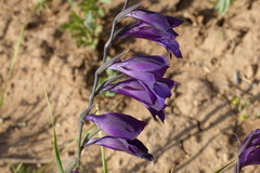 Gladiolus atroviolaceus