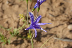 Ixiolirion tataricum