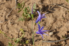 Ixiolirion tataricum
