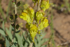 Linaria