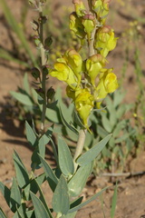 Linaria