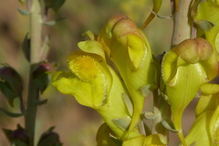 Linaria