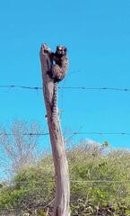 Callithrix penicillata