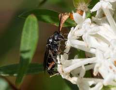 Diamma bicolor