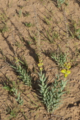 Linaria