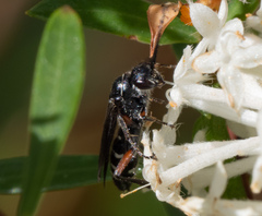 Diamma bicolor