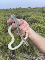 Coluber constrictor oaxaca