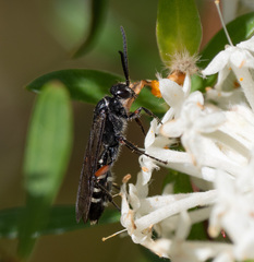Diamma bicolor