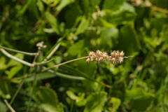 Cenchrus echinatus