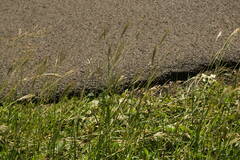 Bothriochloa pertusa