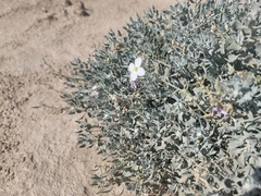 Nerisyrenia camporum