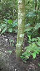 Copaifera aromatica image