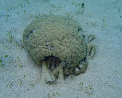 Euphyllia glabrescens
