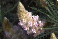 Fabaceae