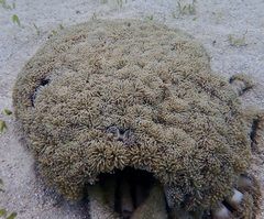 Euphyllia glabrescens