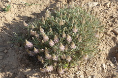 Fabaceae