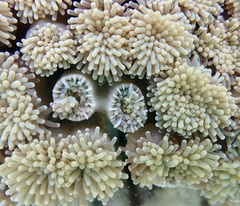 Euphyllia glabrescens