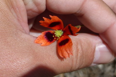 Papaver