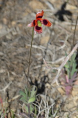 Papaver