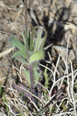 Papaver