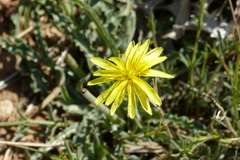 Asteraceae