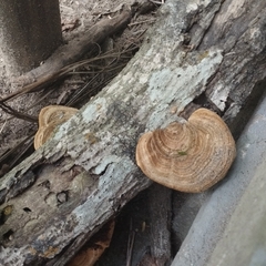 Trametes villosa