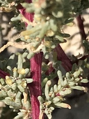 Halogeton glomeratus