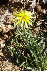 Asteraceae