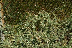 Heliotropium curassavicum