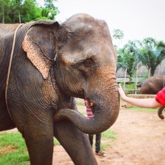 Elephas maximus indicus