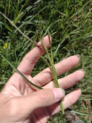 Hemarthria altissima