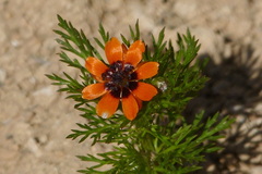 Adonis aestivalis