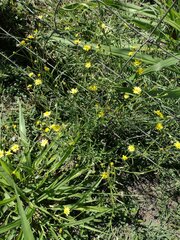 Senecio madagascariensis