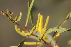 Acacia cowleana