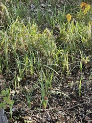 Carex hyalinolepis