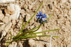 Muscari