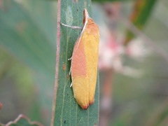 Wingia hesperidella