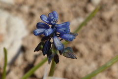 Muscari