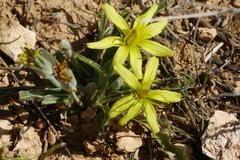 Asteraceae