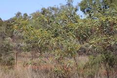 Acacia cowleana