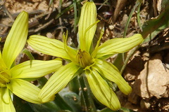 Asteraceae