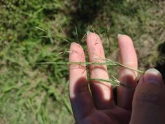 Eragrostis tenuifolia