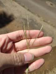 Digitaria violascens