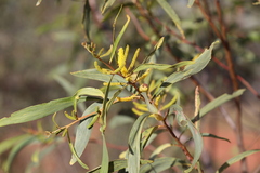 Acacia cowleana