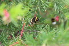 Bombus terrestris lusitanicus